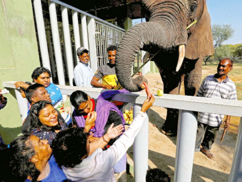 differently abled children and adults feed fruits and vegetables to female elephant malika on her 18th birthday at the safari park in karachi photo reuters