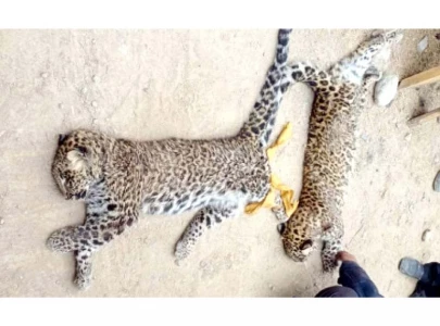 killing of leopards continues unabated