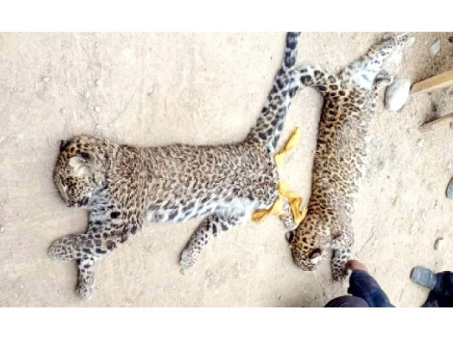 killing of leopards continues unabated killing of leopards continues unabated