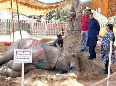 wwf raises alarm over elephant s welfare