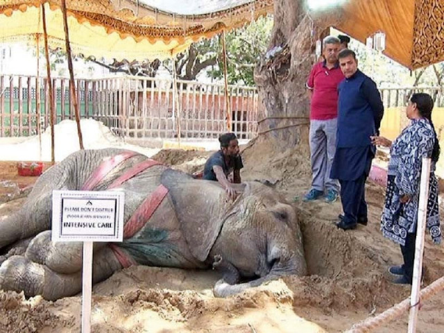 an intensive care board is affixed in the enclosure of the ailing elephant noor jahan at safari park where she is under treatment photo express an intensive care board is affixed in the enclosure of the ailing elephant noor jahan at safari park where she is under treatment photo express