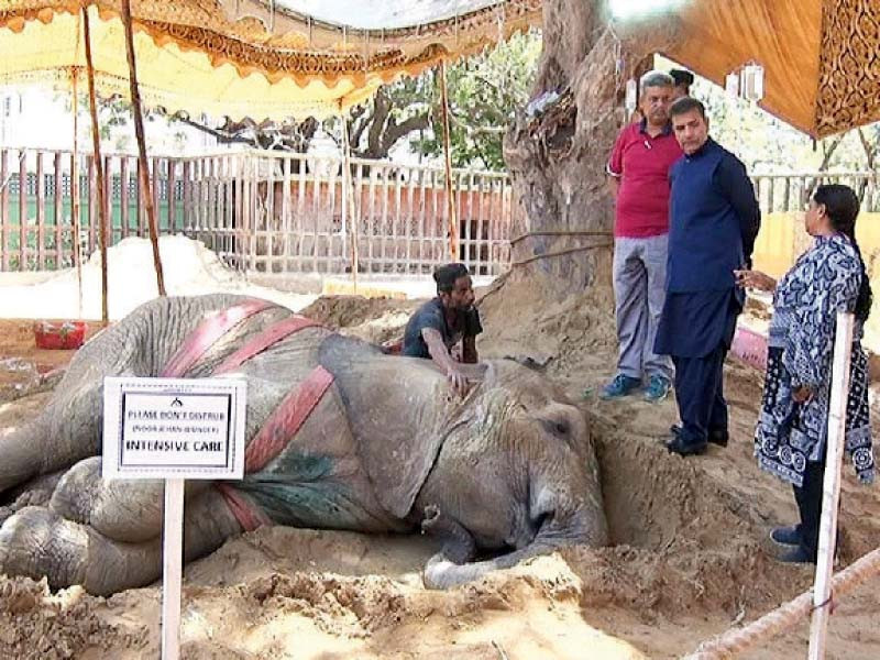 an intensive care board is affixed in the enclosure of the ailing elephant noor jahan at safari park where she is under treatment photo express