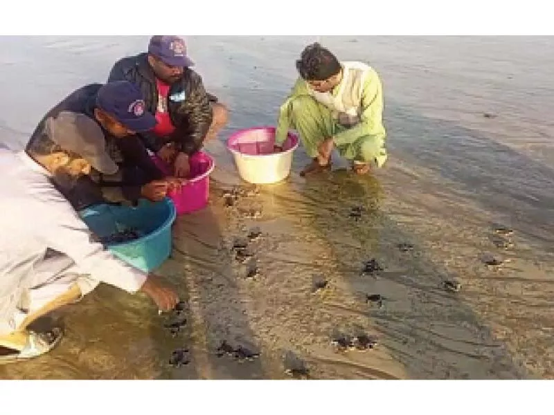 16 500 turtle hatchlings released into sea 16 500 turtle hatchlings released into sea