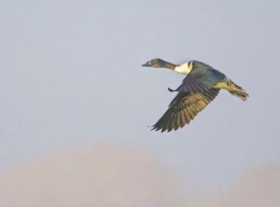 census shows slight drop in migratory birds in sindh census shows slight drop in migratory birds in sindh