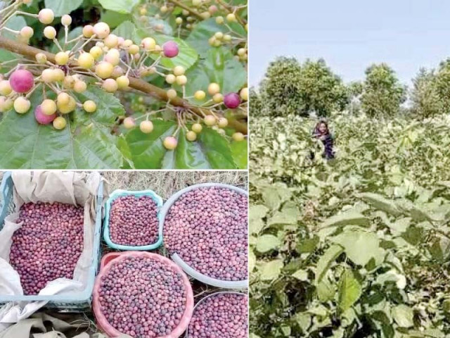 falsa thrives in punjab s challenging climate falsa thrives in punjab s challenging climate