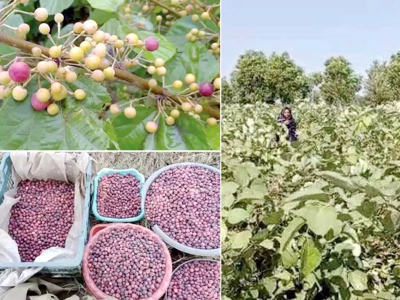 falsa thrives in punjab s challenging climate falsa thrives in punjab s challenging climate