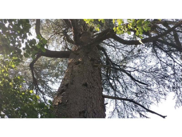 over two millennia old cedar tree stands as a testament to nature s unfathomable resilience at the malakandi national park in balakot photo express over two millennia old cedar tree stands as a testament to nature s unfathomable resilience at the malakandi national park in balakot photo express