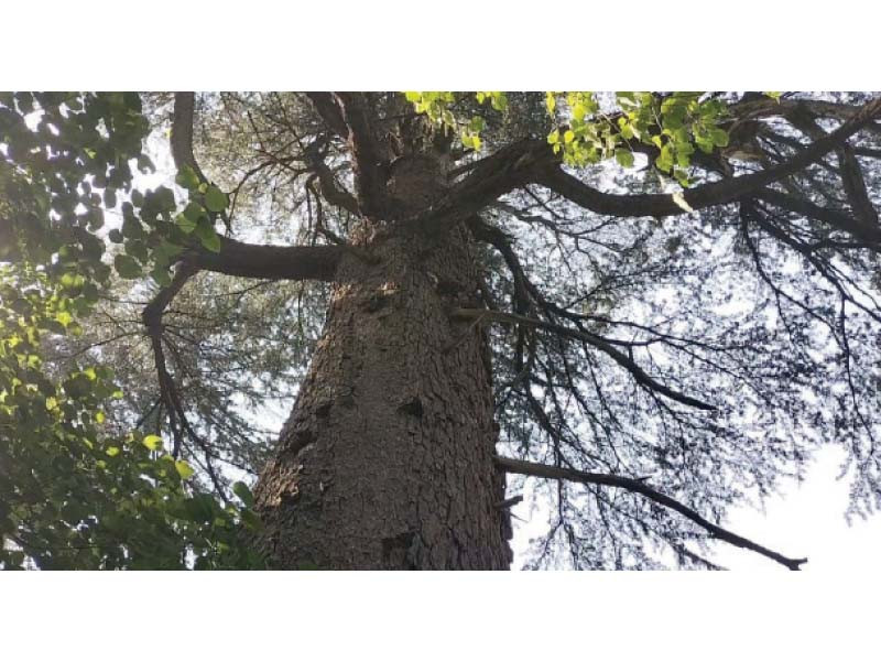 over two millennia old cedar tree stands as a testament to nature s unfathomable resilience at the malakandi national park in balakot photo express