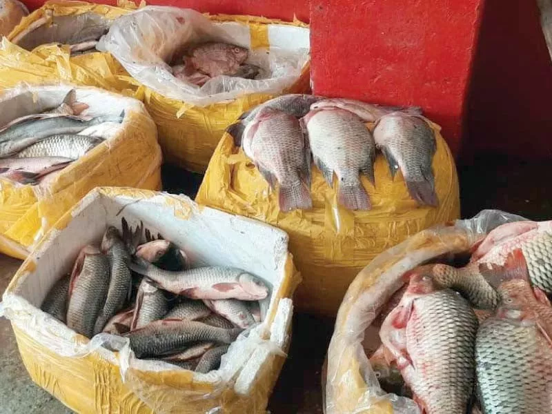 fishermen s catch lie on the floor for workers to sort them out right while a different species is singled out bottom left baskets were filled to the brim top left photo express file fishermen s catch lie on the floor for workers to sort them out right while a different species is singled out bottom left baskets were filled to the brim top left photo express file