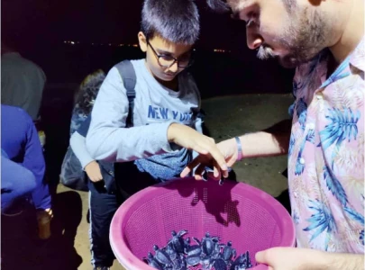 1 370 baby turtles released into sea this year