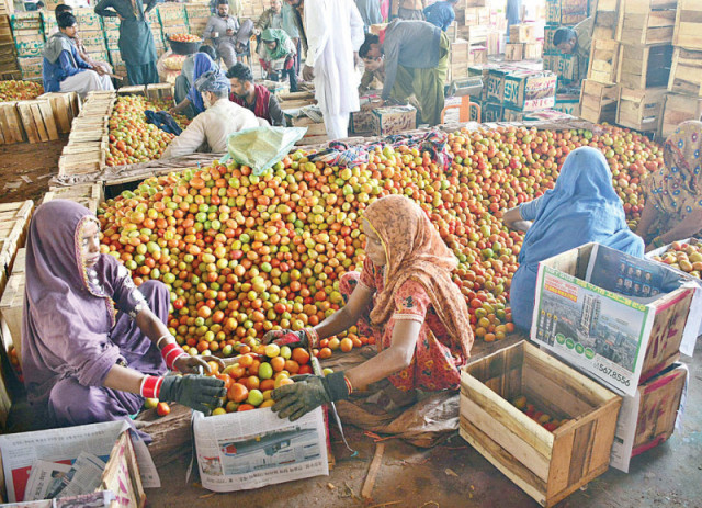 women wear gloves to pack tomatoes in wooden crates at the hyderabad wholesale vegetable market on monday photo app women wear gloves to pack tomatoes in wooden crates at the hyderabad wholesale vegetable market on monday photo app