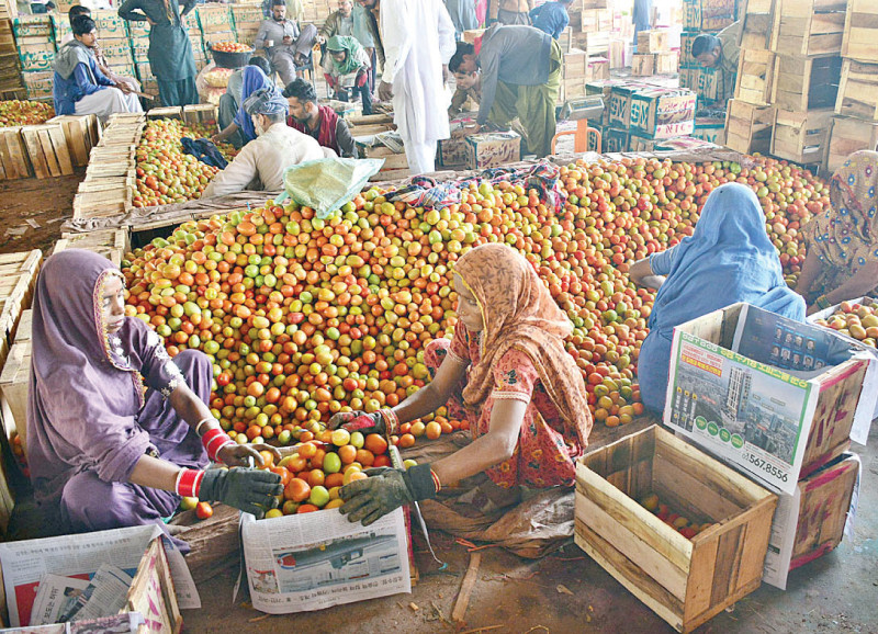 women wear gloves to pack tomatoes in wooden crates at the hyderabad wholesale vegetable market on monday photo app