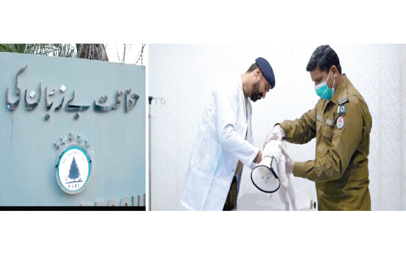 the animal rescue centre employs the veterinary doctor and rescue staff of the rawalpindi police photos express