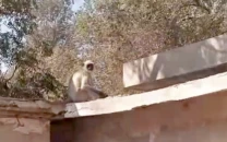 grey langur that escaped from the rehabilitation centre in sukkur jumps tree to tree to avoid recapture photo express