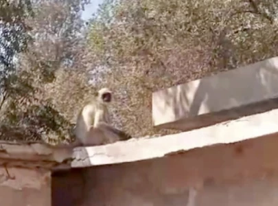 grey langur escapes sukkur rehabilitation centre grey langur escapes sukkur rehabilitation centre