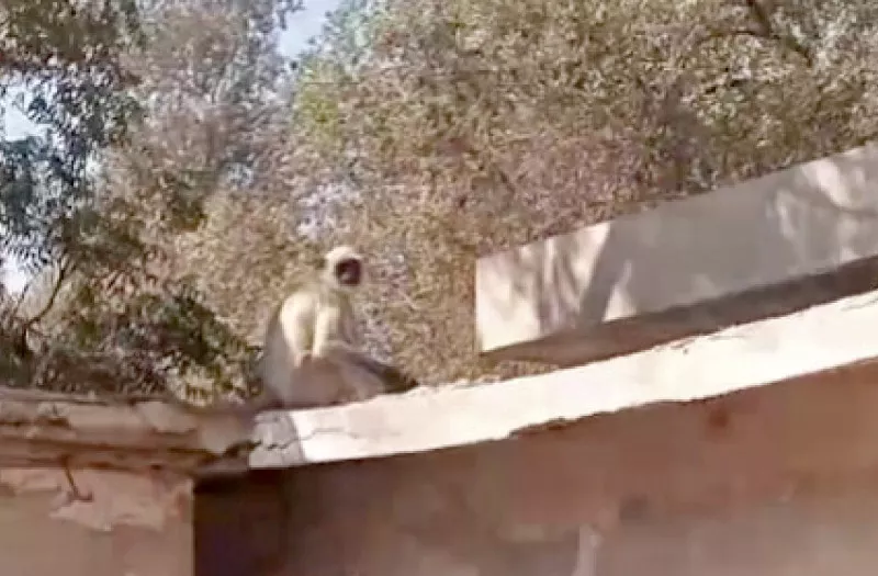 grey langur that escaped from the rehabilitation centre in sukkur jumps tree to tree to avoid recapture photo express grey langur that escaped from the rehabilitation centre in sukkur jumps tree to tree to avoid recapture photo express