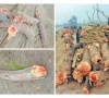 valuable wood is being cut from lashariwala forest photo express