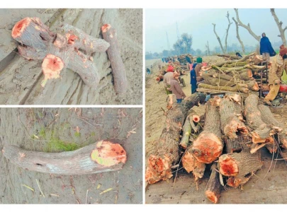 rampant theft arson threaten forest