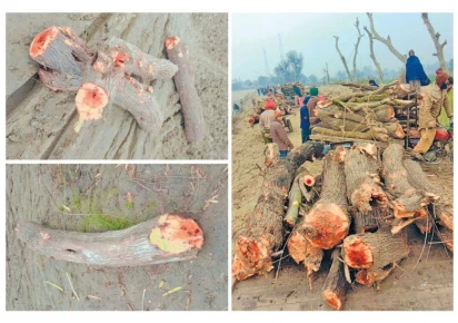 valuable wood is being cut from lashariwala forest photo express