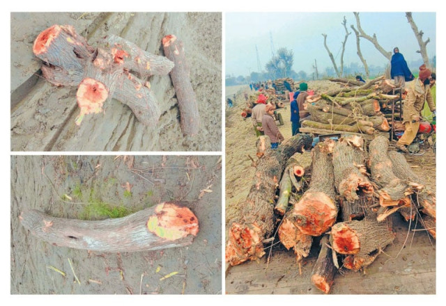 valuable wood is being cut from lashariwala forest photo express valuable wood is being cut from lashariwala forest photo express