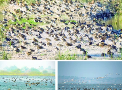 eleven new bird species spotted in sindh eleven new bird species spotted in sindh