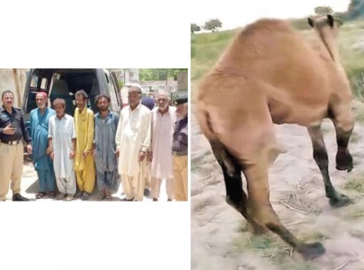 two legged animal arrested for chopping off leg of four legged animal two legged animal arrested for chopping off leg of four legged animal