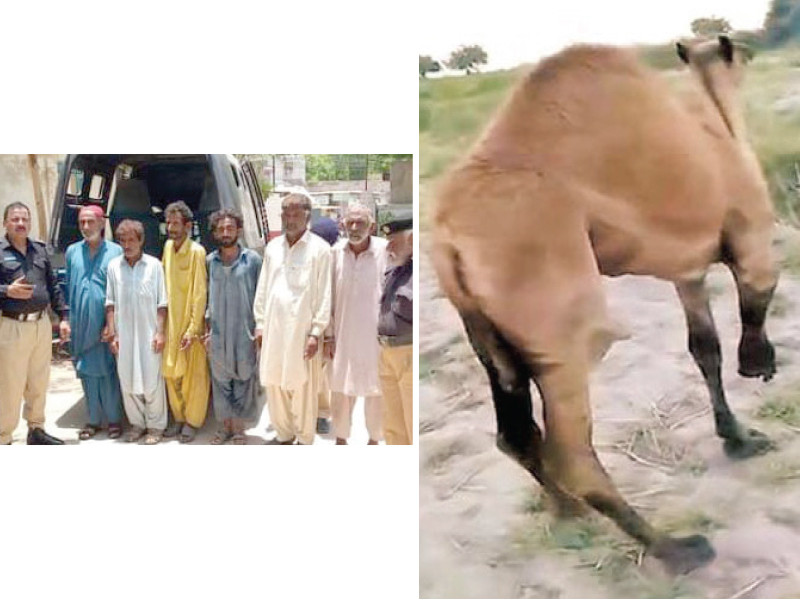 police bring handcuffed suspects charged with hacking off a camel s leg to a court in sanghar the injured camel is seen in a screen grab taken from social media website photos express