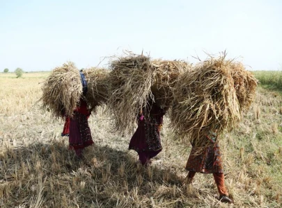 fuel or famine farmers question