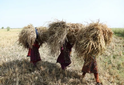 fuel or famine farmers question