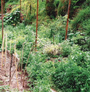 planting the seeds of permaculture in pakistan