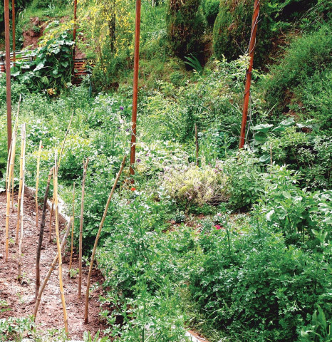 planting the seeds of permaculture in pakistan planting the seeds of permaculture in pakistan