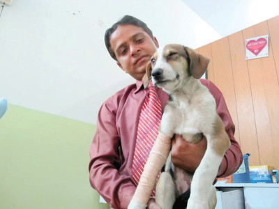 paws working to establish 24 hour ambulance service for animals in karachi