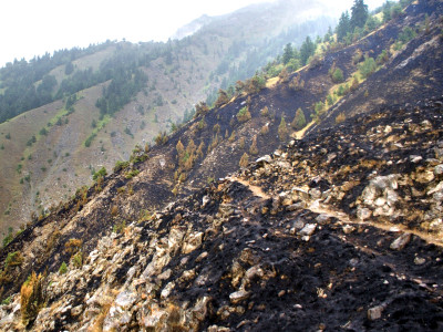 forest blaze centuries old juniper trees destroyed in fire
