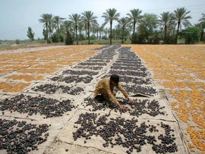 after balochistan the dubas bug threatens to lay siege to date palms in sindh after balochistan the dubas bug threatens to lay siege to date palms in sindh
