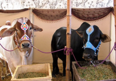 fatter cows us offers to help veterinary university fatter cows us offers to help veterinary university