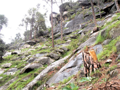 unbridled tree felling robs elum valley of its beauty