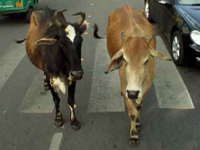 cow goes to new heights to flee bull s advances