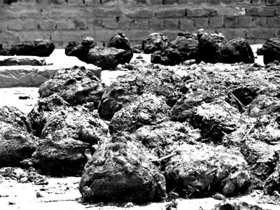 cows drop a solution to punjab s gas woes