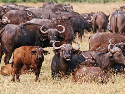 livestock emergency vet camp set up on buffalo epidemic fears livestock emergency vet camp set up on buffalo epidemic fears