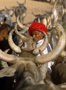 as drought looms in india fear for its cattle