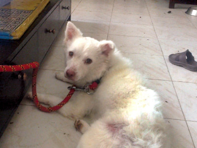 animal welfare finding homes for the four legged homeless animal welfare finding homes for the four legged homeless