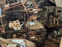 rescued animals found in small cages