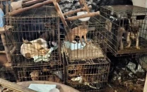 rescued animals found in small cages