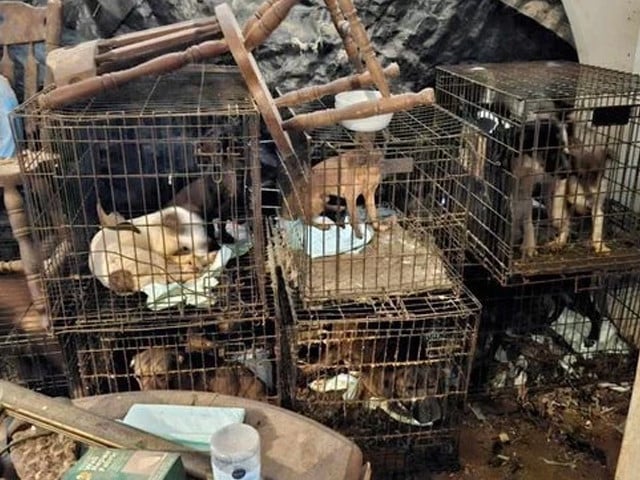 Rescued animals found confined in tiny cages