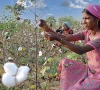 farmers advised to protect cotton from heat stress farmers advised to protect cotton from heat stress
