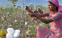 farmers advised to protect cotton from heat stress