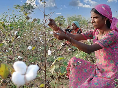farmers advised to protect cotton from heat stress farmers advised to protect cotton from heat stress