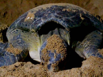 yes you can actually go turtle watching in karachi yes you can actually go turtle watching in karachi