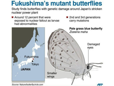 fukushima nuclear fallout caused mutant butterflies scientists