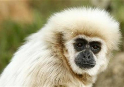 gibbons on helium sing like opera stars